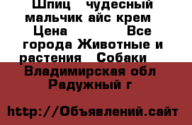 Шпиц - чудесный мальчик айс-крем › Цена ­ 20 000 - Все города Животные и растения » Собаки   . Владимирская обл.,Радужный г.